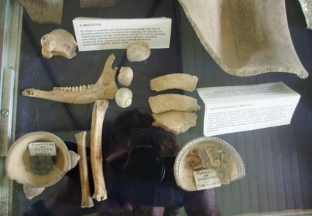Faunal remains in display case
