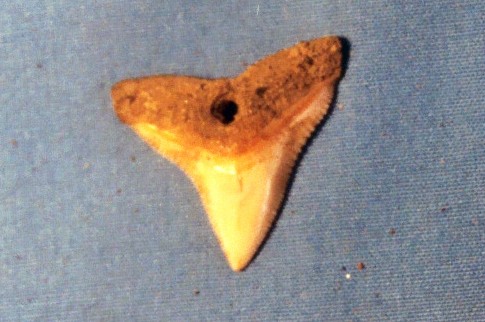 Shark's tooth pendant